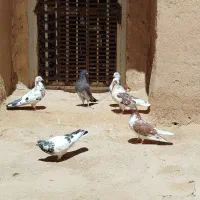 کبوتر|پرنده|کویرات, |دیوار