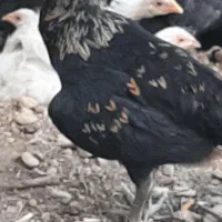 خروس
