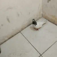 کفتر|پرنده|بروجرد, |دیوار