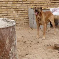 سگ سرابی|سگ|کبودرآهنگ, |دیوار