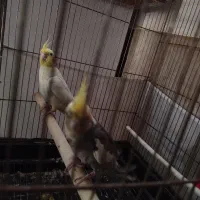 جفت عروس همراه با تخم