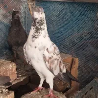 هواگیر آسمان خراش ۱۲ساعتی