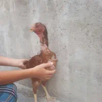 مرغ لاری معاوضه هم میکنم توضیحات نوشتم بخون