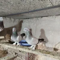 کبوتر ترکیه