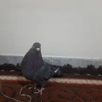 کبوتر