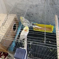 عروس هلندی