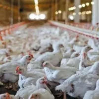 مرغ و خروس گوشتی کیلویی 220