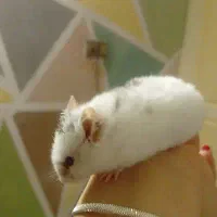 همسستر|موش و خرگوش|ابریشم, |دیوار