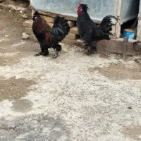 دو عدد خروس