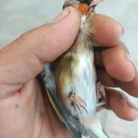سهره|پرنده|کهریزک, |دیوار
