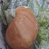 حلزون آچاتینا