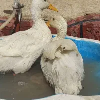 ۱/۶۰۰/۰۰۰