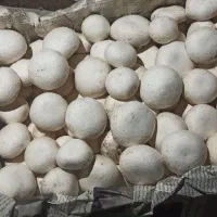 قارچ درجه یک