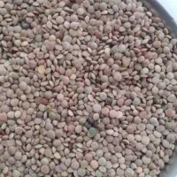 عدس محلی امسال