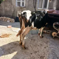 گاو گوساله