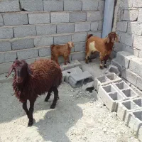 یک بره ماده ودو بزغاله نر