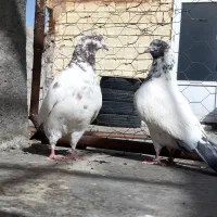 کبوتر کله دم دونسته جفت