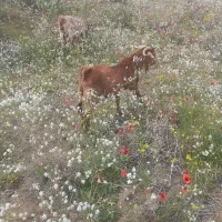 بزنر