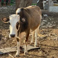 گاو|حراج|شوش, |دیوار