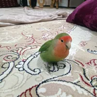 کوتوله گمشده کشف