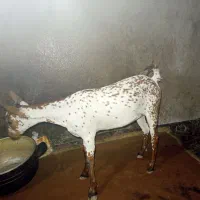 برای فروش بزسلاله
