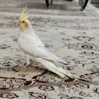 فروش عروس هلندی لوتینو