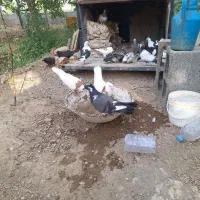 کبوتر|پرنده|گلپایگان, |دیوار