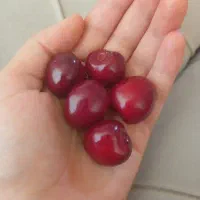 گیلاس درشت و تک دانه