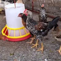 جوجه