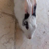خرگوش