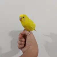 یک جفت مرغ عشق مولد