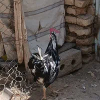 خروس ومرغ گلین