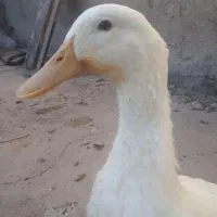سه اردک درشت