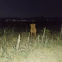 سگ پیتبول