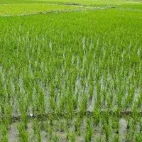فروش-زمین-شالی-4000متری