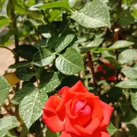 باغ-و-باغچه-184-متری-قیمت-مناسب