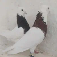 طوقی هفت رنگ فروشی