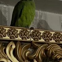 طوطی ملنگو