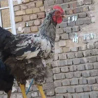 خروس جوان و سرحال