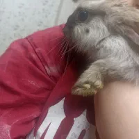 خرگوش
