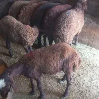 بره|حیوانات مزرعه|اردبیل, |دیوار