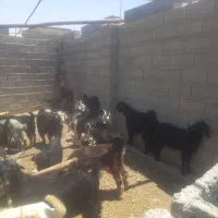 کهره|حیوانات مزرعه|جهرم, |دیوار