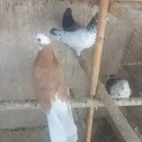 کفترگرفتنی