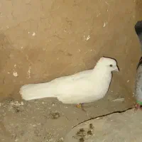 کفتر|پرنده|خواف, |دیوار