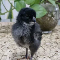 جوجه بلک استار و خروس کوشامو
