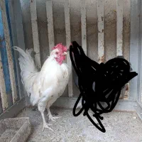 خروس