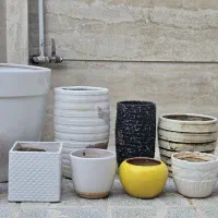 گلدون|گل و گیاه طبیعی|تربتحیدریه, یحیی آباد|دیوار