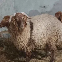 بره نر و ماده