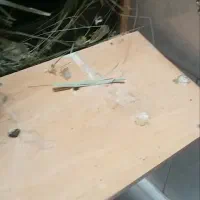 جوجه 25 روزه کوتوله یقه زرد