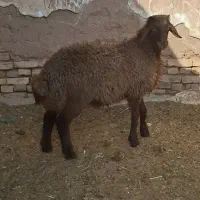 بره نر همو